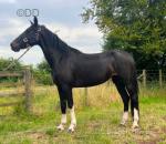 14.2hh Hackney Mare