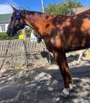 16hh Ride & Drive Gelding