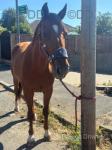 16hh Ride & Drive Gelding