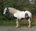Turbo, 12.2hh Ride & Drive Stallion