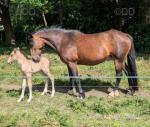 Cherry, 14.1hh Mare in Foal