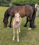 Cherry, 14.1hh Mare in Foal
