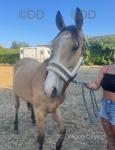2 Year Old Gelding