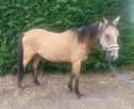 2 Year Old Gelding