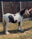 11.2hh Mare in Foal 