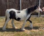 11.2hh Mare in Foal 