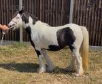 11.2hh Mare in Foal 