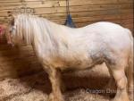 11.2hh Mare in Foal 