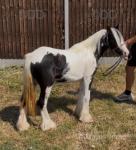 Yearling Filly