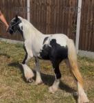 Yearling Filly