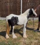 Yearling Filly