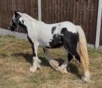 Yearling Filly