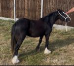 Filly Possibly in Foal