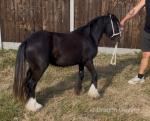 Filly Possibly in Foal