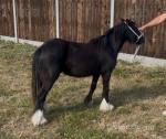 Filly Possibly in Foal