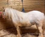 Filly Possibly in Foal