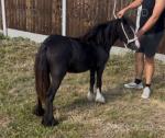 Filly