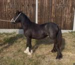 Filly