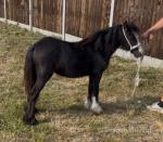 Filly