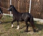 Filly
