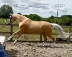 15.3hh Riding Mare