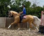 15.3hh Riding Mare