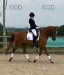 16.2hh Riding Gelding