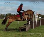 16.2hh Riding Gelding