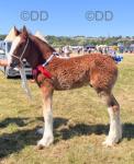 Whitelane Walter, Shire Colt Foal 