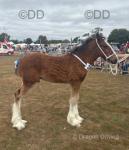 Whitelane Walter, Shire Colt Foal 