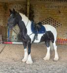 Dolly, 15.2hh Ride & Drive Mare