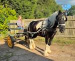 Dolly, 15.2hh Ride & Drive Mare