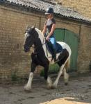 Dolly, 15.2hh Ride & Drive Mare