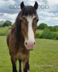 Darcie, 13.2hh Welsh Section C Mare