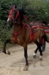 12.3hh Hackney Ride & Drive Stallion