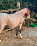 11.1hh Welsh Section A Mare