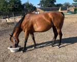 Spirit, 15.3hh Thoroughbred Mare Possibly in Foal