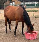 Spirit, 15.3hh Thoroughbred Mare Possibly in Foal
