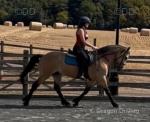 14hh Welsh Section D Riding Gelding