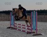 14hh Welsh Section D Riding Gelding