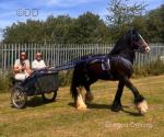 Driving Colt