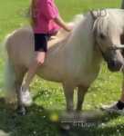 7hh Ride & Drive Shetland Gelding
