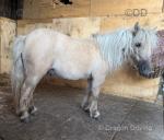 7hh Ride & Drive Shetland Gelding