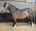 14.1hh Mare