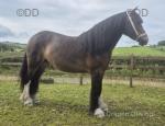 14.1hh Mare