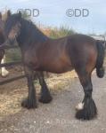 Delilah, Driving Filly