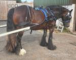 Delilah, Driving Filly
