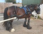 Delilah, Driving Filly