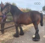 Delilah, Driving Filly