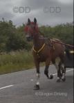 15hh Driving Mare